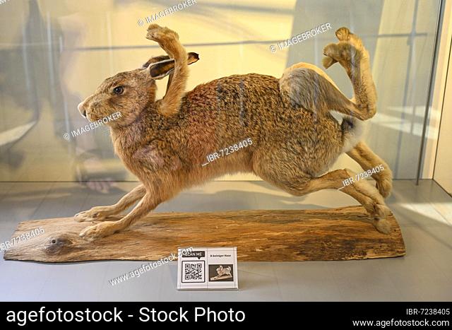 8legged hare, exhibition, Münchhausenmuseum, Münchhausenstadt Bodenwerder, Lower Saxony, Germany, Europe