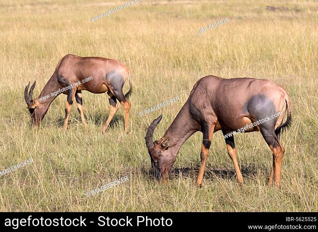 Lyra antelope, lyre antelope, topi, topis, sassabies (Damaliscus lunatus jimela), antelopes, ungulates, even-toed ungulates, mammals, animals, topi two adults