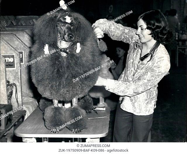 Sep. 09, 1975 - Ladies' Kennel Association Championship Show At Olympia: Photo Shows Kim Sillito, of Coventry, gets her standard poodle 'Balnoble' ready for the...