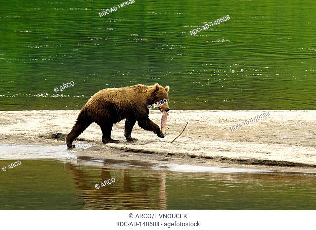 Kamchatka Brown Bear with seized fish Kuril Lake peninsula Kamchatka Russia Ursus arctos piscator Ursus arctos beringianus