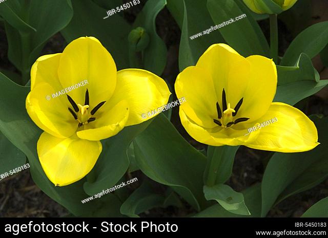 Tulip (Tulipa fosteriana)