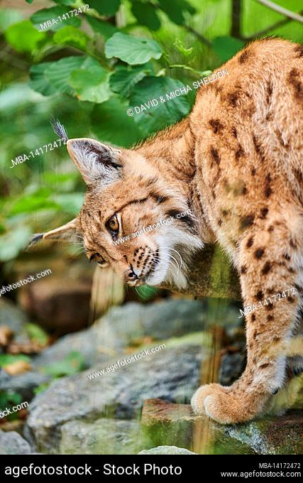 eurasian lynx (lynx lynx), forest clearing, standing, half portrait