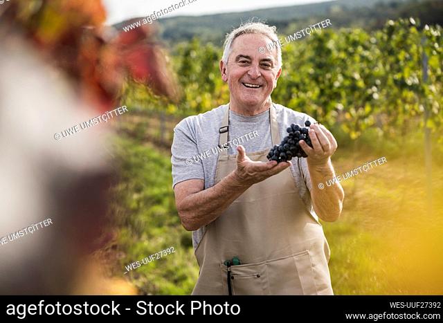 Happy man in apron standing with grapes amidst vineyard