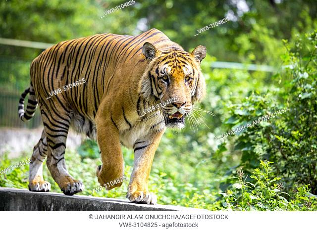 The Royal Bengal Tiger is the native animal of Bangladesh and it lives in Sundarbans, are in the east of Bangladesh. Dhaka Zoo is a Zoo located in the Mirpur...
