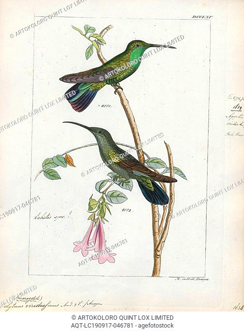 Polytmus viridissimus, Print, The goldenthroats are a small group of hummingbirds in the genus Polytmus., 1820-1860