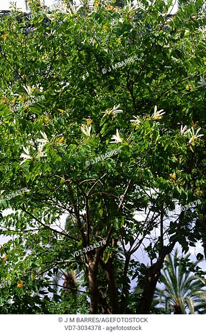 Orchid tree or mountain ebony (Bauhinia variegata alba) is an ornamental tree native to south Asia