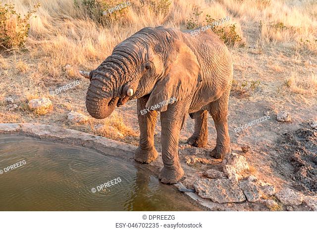 African Elephant, Loxodonta africana, at a waterhole
