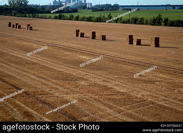 Many straw bales are stacked in a harvested field