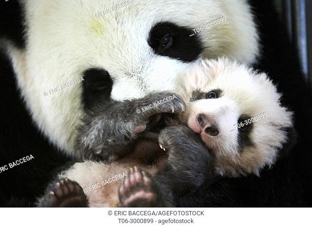 Giant panda (Ailuropoda melanoleuca) female, Huan Huan, holding baby age three months, Beauval Zoo, France, November 2017