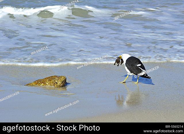 Adult cape gull (Larus dominicanus vetula), feeding on the chick of the Gentoo Penguin (Sphensicus demersus), standing on the beach, Simonstown, Western Cape