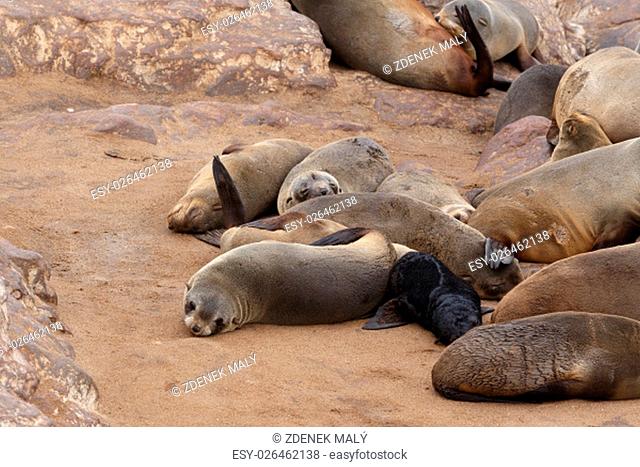 big colony of Brown fur seal, Arctocephalus pusillus, in Cape Cross, Namibia, wide angle view, true wildlife photography