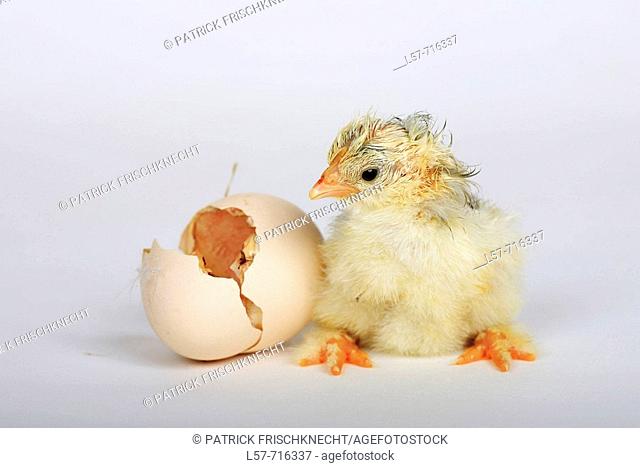 Chick standing next to egg shell, 4 hours old, Switzerland
