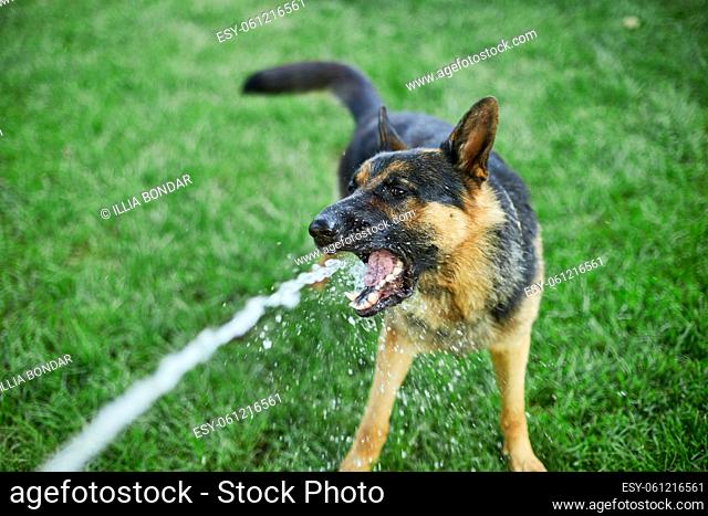 Playful Dog German Shepherd tries to catch water from garden hose on a hot summer day at backyard home