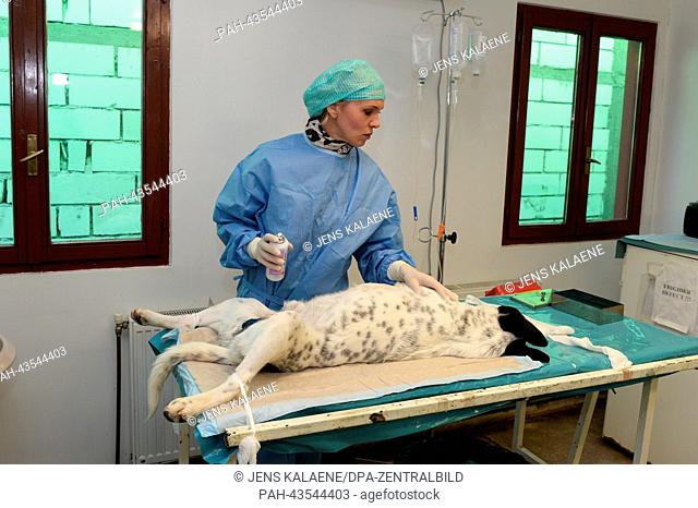 The animal rights activists Princess Maja von Hohenzollern attends the neutering of a dog as she visits the Smeura animal shelter in Pitesti, Romania