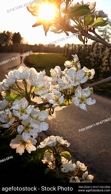 11 April 2020, Bavaria, Lindau: A jogger runs in the evening light behind a pear tree in blossom. Photo: Karl-Josef Hildenbrand/dpa