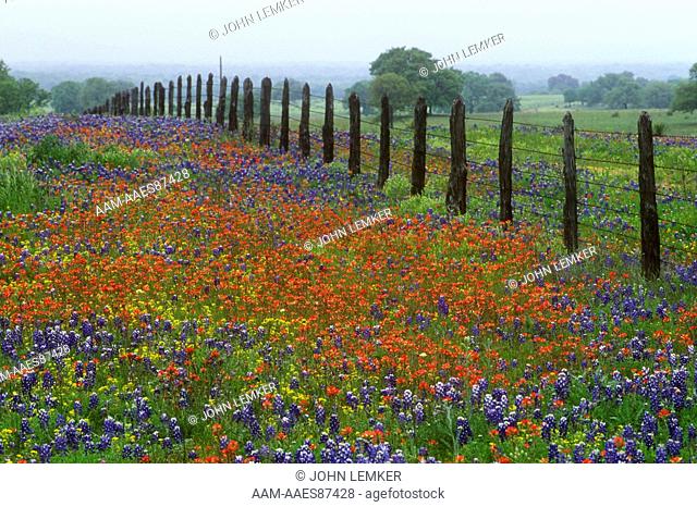 Paintbrush & Texas Bluebonnets along Fence, Hill Country/Texas
