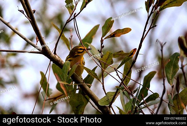 Yellow Prairie warbler Setophaga discolor in a tree in the swamp of Corkscrew Sanctuary Swamp in Naples, Florida