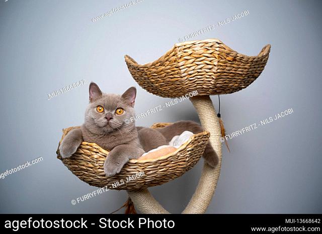 6 month old lilac british shorthair kitten resting on scratching post with empty place and copy space