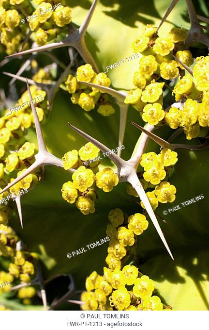 Cow's horn, Euphorbia grandicornis, Close up showing the spines and small yellow flowers