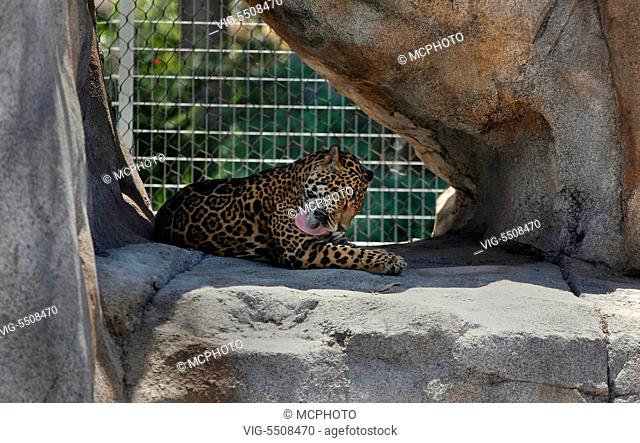 A LEOPARD (Panthera pardus) cleans itself at the SAN DIEGO ZOO - CALIFORNIA - San Diego, USA, 30/07/2009