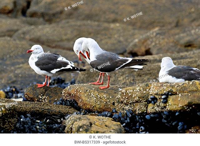 Magellan gull (Gabianus scoresbii, Leucophaeus scoresbii), four Magellan gulls on coastal rock, Falkland Islands, New Island