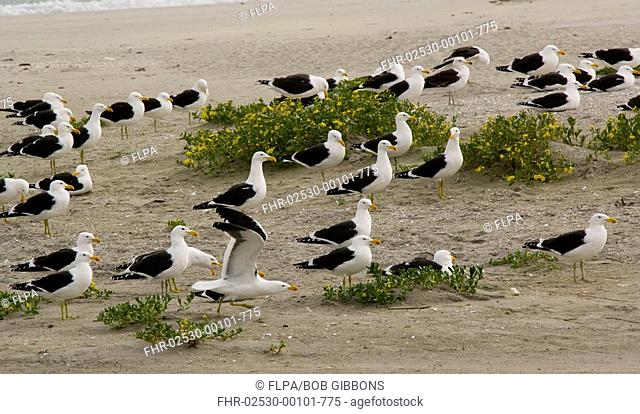 Cape Gull Larus dominicanus vetula adults, flock on beach, West Coast, Cape, South Africa