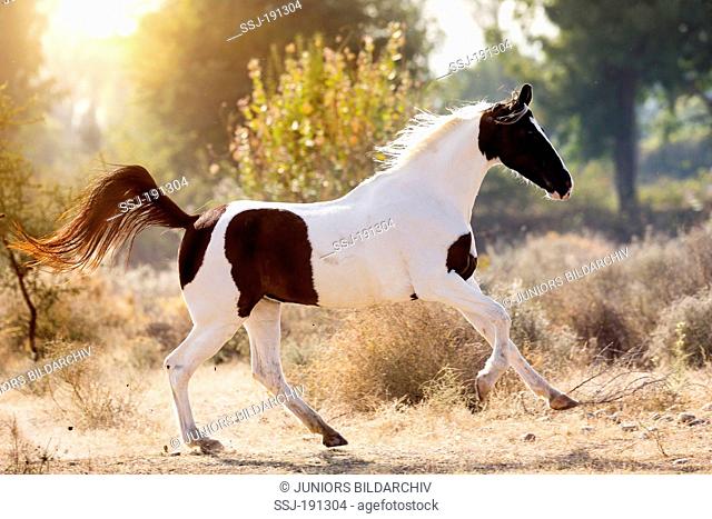 Marwari Horse. Skewbald mare galloping. India