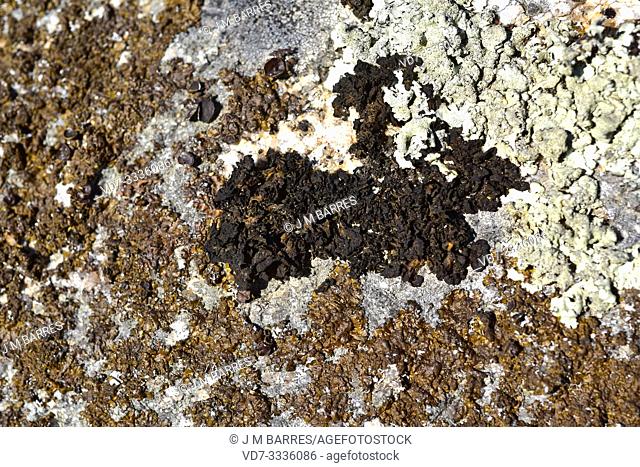 Collema ryssoleum or Collema nigrescens ryssoleum is a foliose lichen that grows on siliceous rocks. This photo was taken in Arribes del Duero Natural Park
