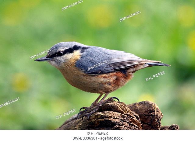 Eurasian nuthatch (Sitta europaea), sitting on the lookout, Germany
