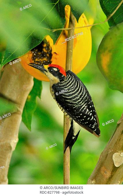 Black-cheeked Woodpecker, male