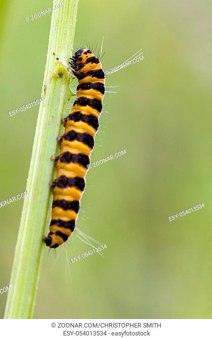 Narrow Bordered Five Spot Burnet Caterpillar (Zygaena lonicerae)