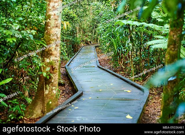 Trail in the jungle, in the morning at Jumrum Creek Conservation Park, Kuranbda, Queensland, Australia