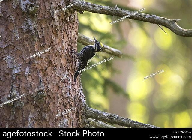 Seltener Dreizehenspecht (Picoides tridactylus) in den Bergen, Männchen, Karwendel, Österreich