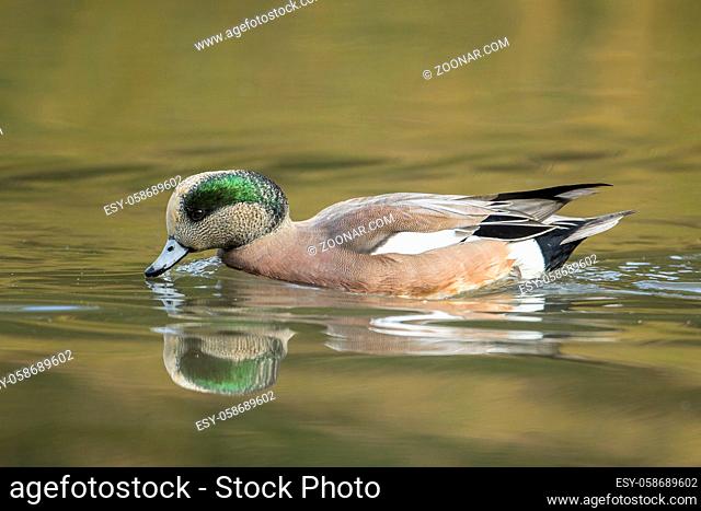 American wigeon swims in the pond at Cannon Hill Park in Spokane, Washington
