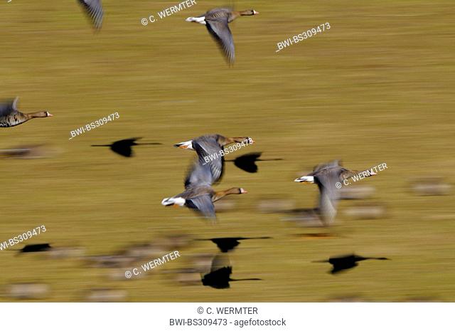 white-fronted goose (Anser albifrons), geese taking off, Germany, North Rhine-Westphalia, Lower Rhine