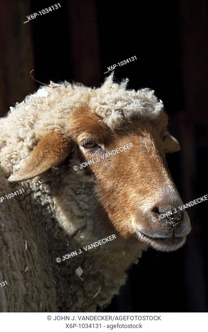 Tunis Sheep, close-up of head  Bergen County Zoo, Paramus, NJ, USA, North America