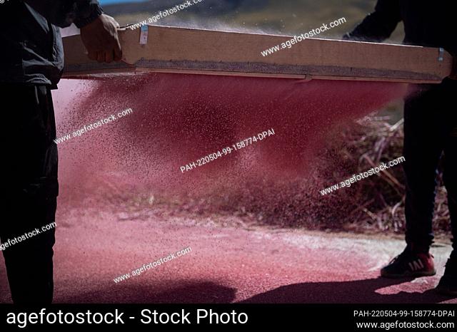 28 April 2022, Bolivia, Bella Vista: Smallholder farmer sifting quinoa grains during harvest. Quinoa is considered extremely resilient and grows even under...