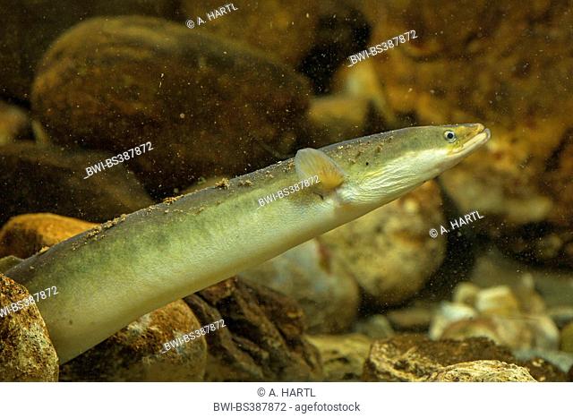 eel, European eel, river eel (Anguilla anguilla), peering between pebbles, Germany
