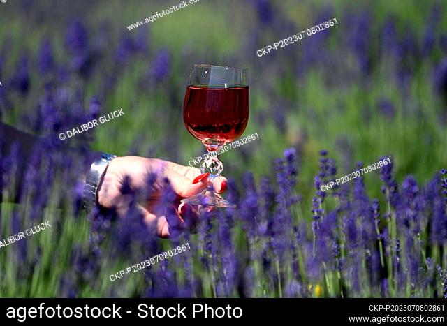 Open Day at the lavender growing and processing eco-farm in Strani, Uherske Hradiste Region, on July 8, 2023. Pictured is lavender wine