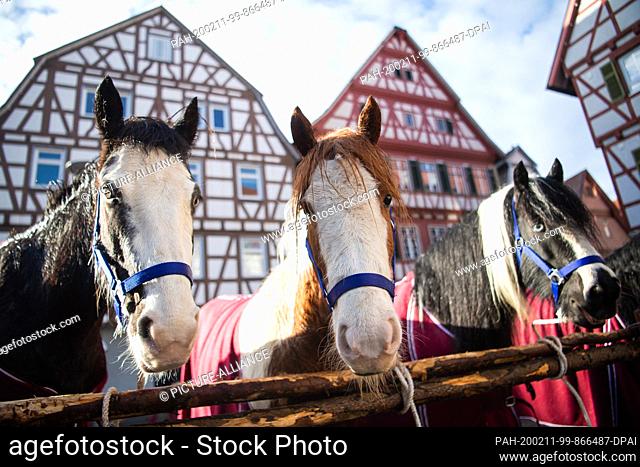 11 February 2020, Baden-Wuerttemberg, Leonberg: Horses stand on the market place in Leonberg. The traditional horse market will be held for the 329th time