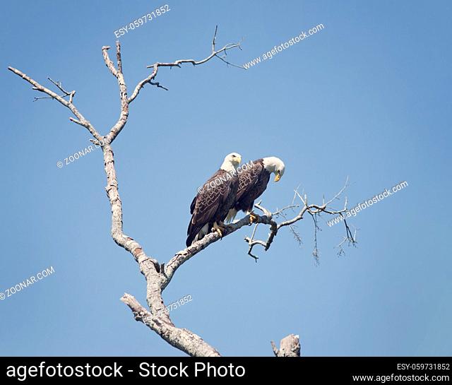 Two American Bald Eagles Perching on a tree