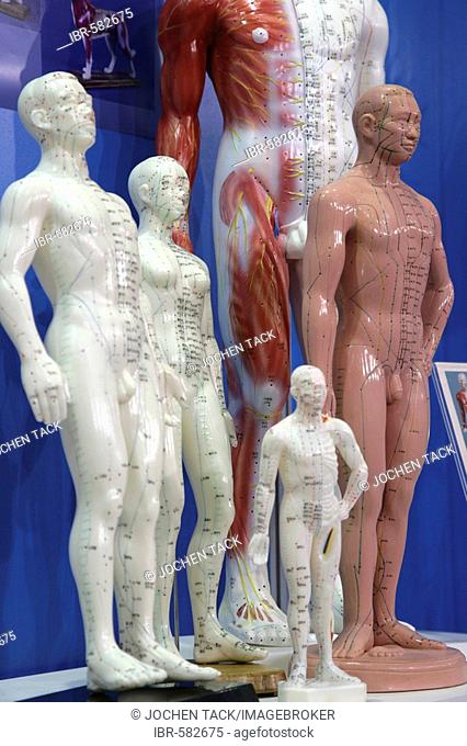 Anatomical dummies, Medica 2007, world's biggest trade show for medical equipment and technologies, Duesseldorf, North Rhine-Westphalia, Germany, Europe