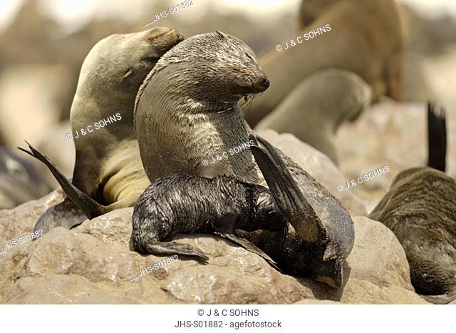 Cape Fur Seal, Arctocephalus pusillus, Cape Cross, Namibia , Africa, adult female with pup