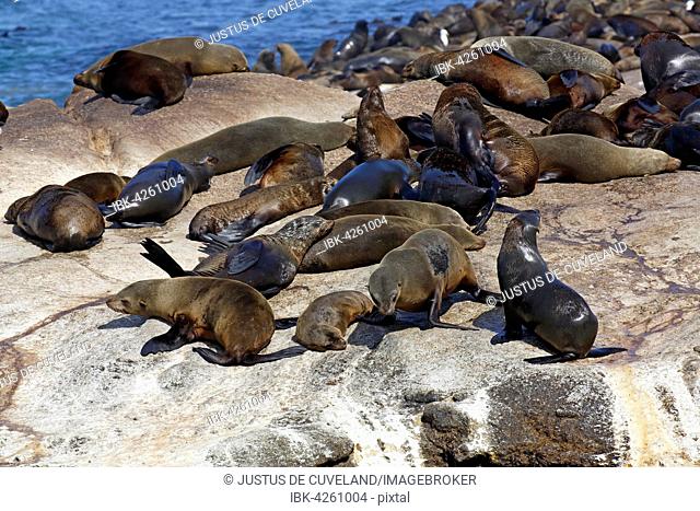 Brown fur seals (Arctocephalus pusillus), colony on rocky island, seal island, Duiker Island, Hout Bay, Cape Town, South Africa
