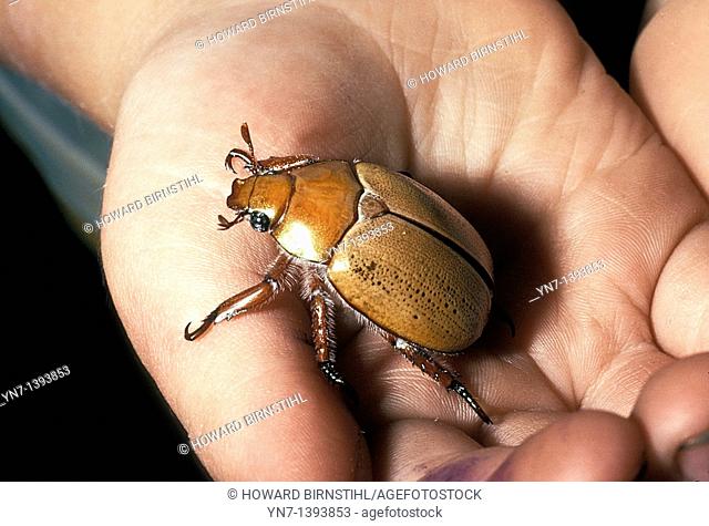 Close up of child's hand holding a Christmas Beetle genus Anogplognathus