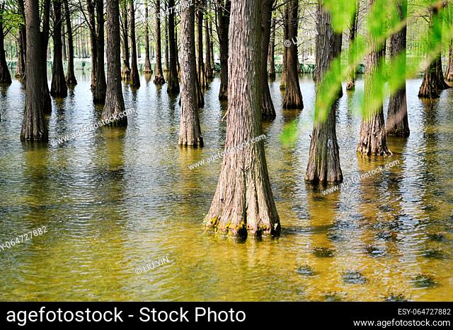 Photo of tree roots in a fir forest growing in water