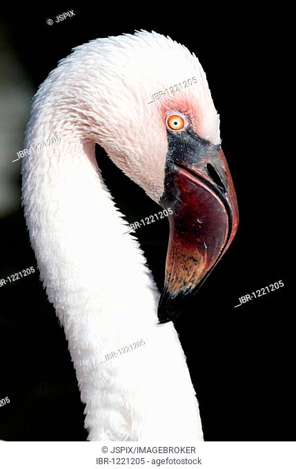 Lesser Flamingo (Phoenicopterus minor), adult, portrait, Africa