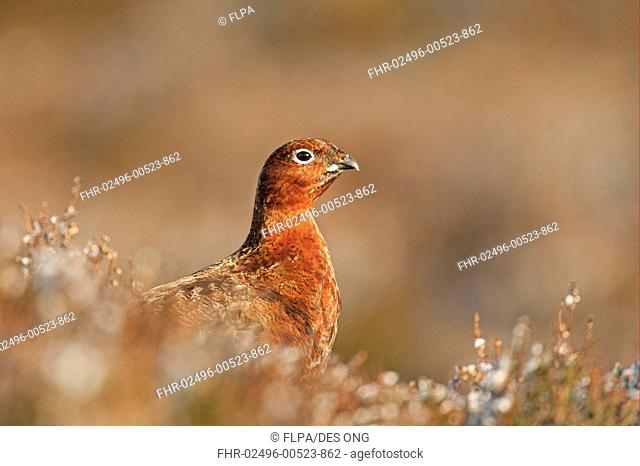 Red Grouse Lagopus lagopus scoticus adult female, amongst heather with light snow, Peak District, Derbyshire, England, january
