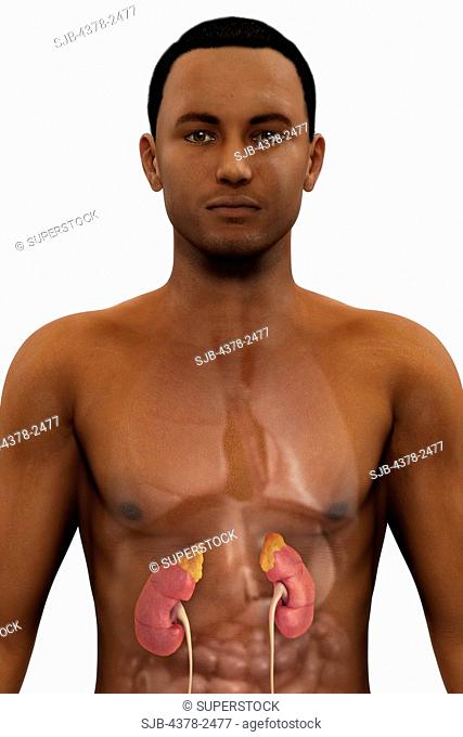 Front view of a male figure of African ethnicity with the kidneys and adrenal glands within the abdomen