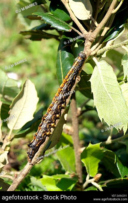 Lackey moth (Malacosoma neustria) is a moth native to Eurasia and northern Africa. Caterpillar